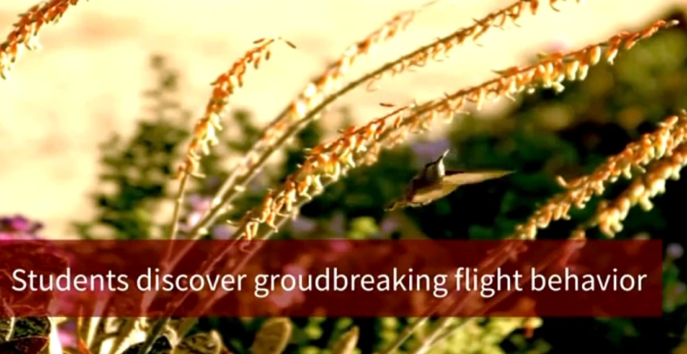 O cameră de 150.000$ dezvăluie lucruri neştiute despre zborul păsărilor cu cele mai rapide aripi (VIDEO)
