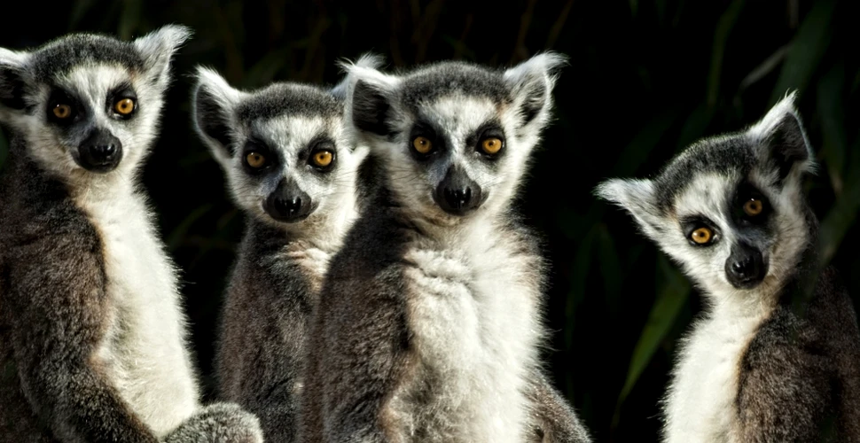 Lemurienii din Madagascar intră în top 25 cele mai periclitate primate (FOTO)