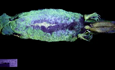 Blana ornitorincului strălucește în nuanțe de verde sub lumina ultravioletă. Cum au descoperit cercetătorii trăsătura rară