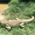 A fost înregistrată prima „naștere virgină” la un crocodil