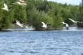 Imagini spectaculoase. Pelicanii s-au întors în Parcul Natural Balta Mică a Brăilei