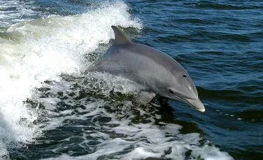 Cercetătorii nu înţeleg de ce delfinii îi ajută pe pescarii brazilieni (VIDEO)
