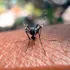 Epidemia de Chikungunya accelerează pe o insulă din Oceanul Indian