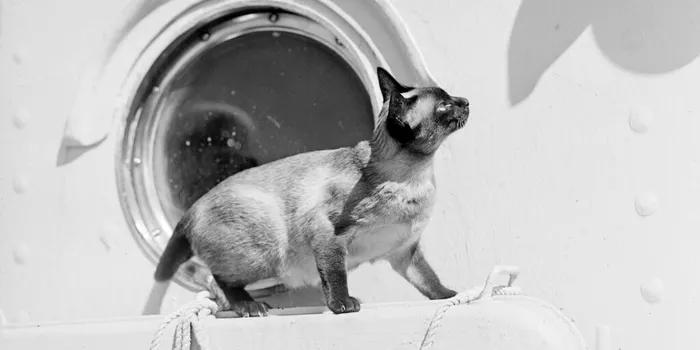 Jenny, pisica supraviețuitoare de pe Titanic. „Am văzut-o cum își ducea puii pe fiecare în parte la țărm. Mi-am zis, dacă ea merge, merg și eu”