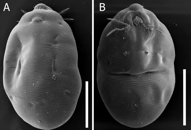 Bijuteria de la gâtul unui păianjen