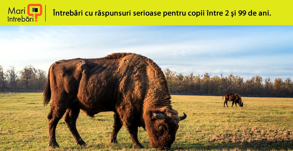 Care sunt diferenţele dintre zimbri şi bizoni?