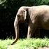 Avocații încearcă să o facă pe Happy un elefant cu personalitate juridică