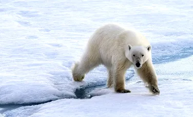 Urşii polari ar putea rămâne fără hrană din cauza schimbărilor climatice