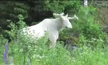 Rudolf, cel special. Imagini incredibie în Suedia cu un ren extrem de rar