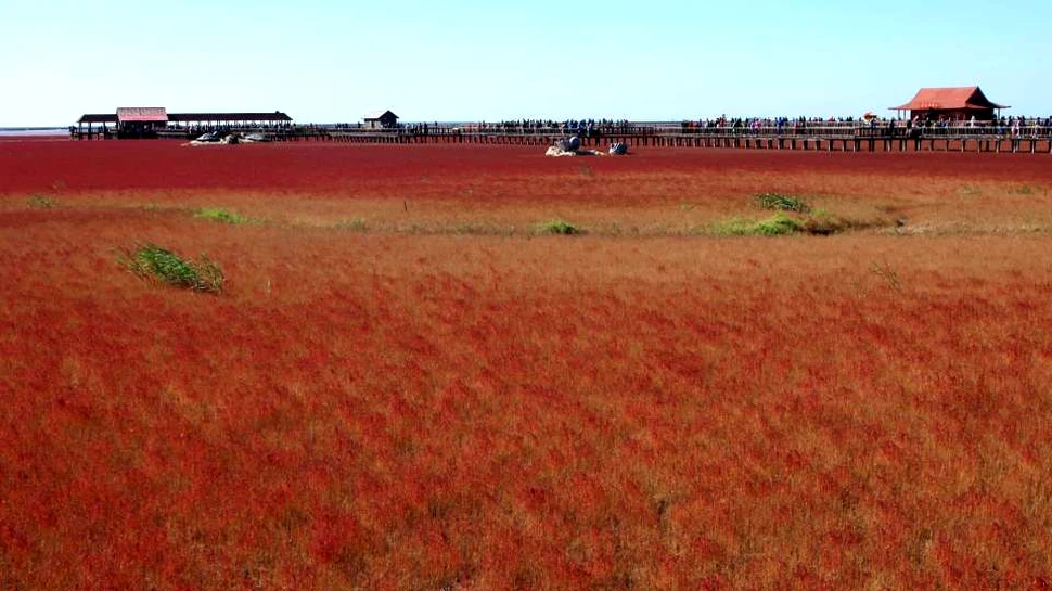 „Plaja roşie” – destinaţia care le oferă vizitatorilor o privelişte de neuitat – VIDEO