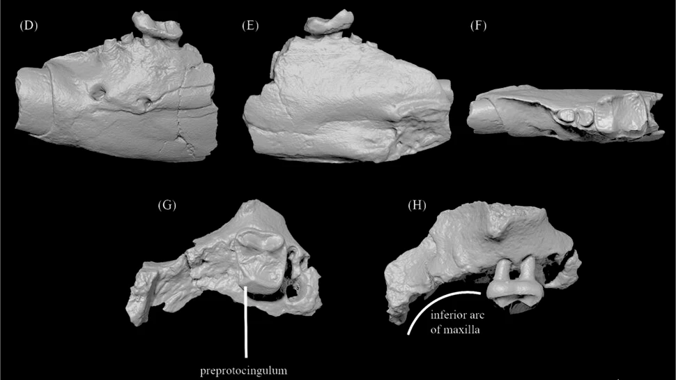 Primate ciudate trăiau într-un întuneric total în Arctica, în urmă cu 52 de milioane de ani