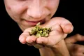 Cercetătorii au înțeles, în sfârșit, cum apare mirosul înțepător al plantei de cannabis