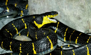 Cum supraviețuiesc șerpii fără să mănânce timp de luni întregi?