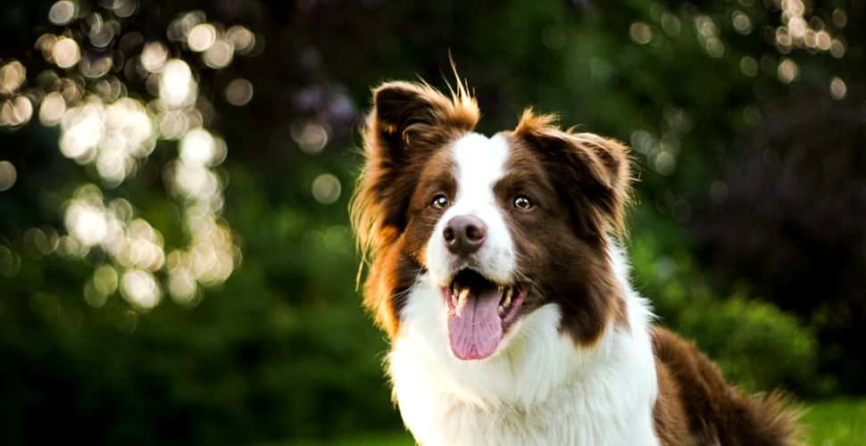 Cercetătorii au aflat care este cea mai inteligentă rasă de câini