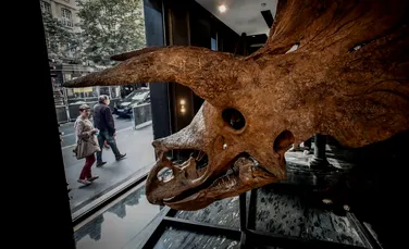 Se vinde Big John, cel mai mare schelet cunoscut de Triceratops