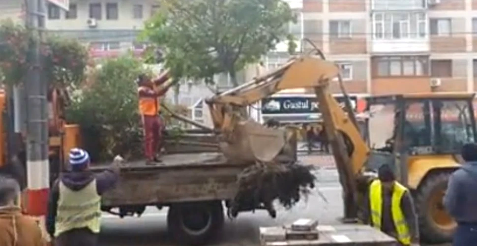 Pentru a se face parcări, la Târgu Jiu s-au scos copacii din rădăcini -VIDEO