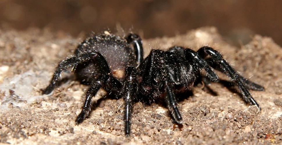 Cercetătorii au aflat de ce veninul păianjenului mascul cu pânză-pâlnie este mult mai puternic decât cel al femelelor