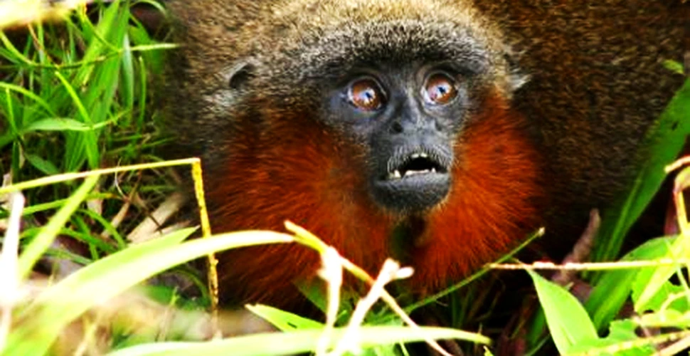 O noua specie de maimuta descoperita in Amazonia