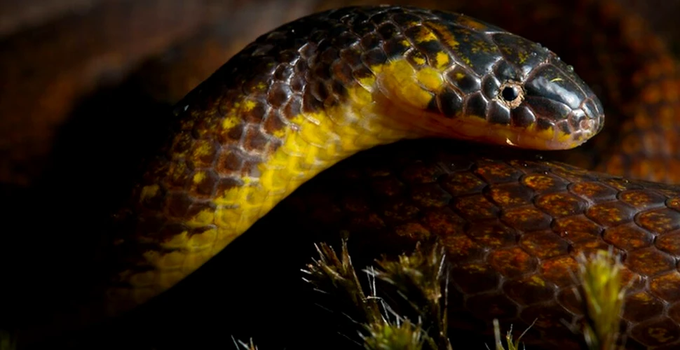 Noi specii de șerpi, descoperite sub cimitire și biserici din Ecuador