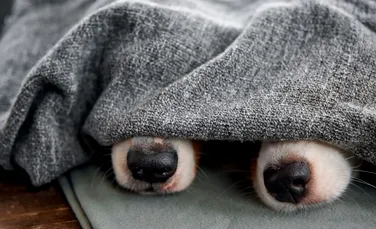 Un studiu a dezvăluit că nu doar câinii pot mirosi frica oamenilor