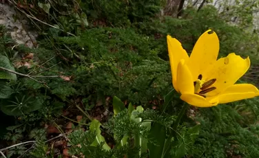 O floare unică în lume a înflorit la Cazanele Dunării