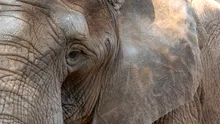 Ce i-a „dezvăluit” un elefant unei femei care susține că vorbește telepatic cu animalele?