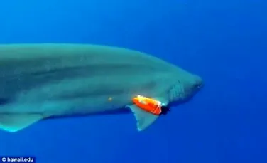 Cum arată oceanul văzut de un rechin? (VIDEO)