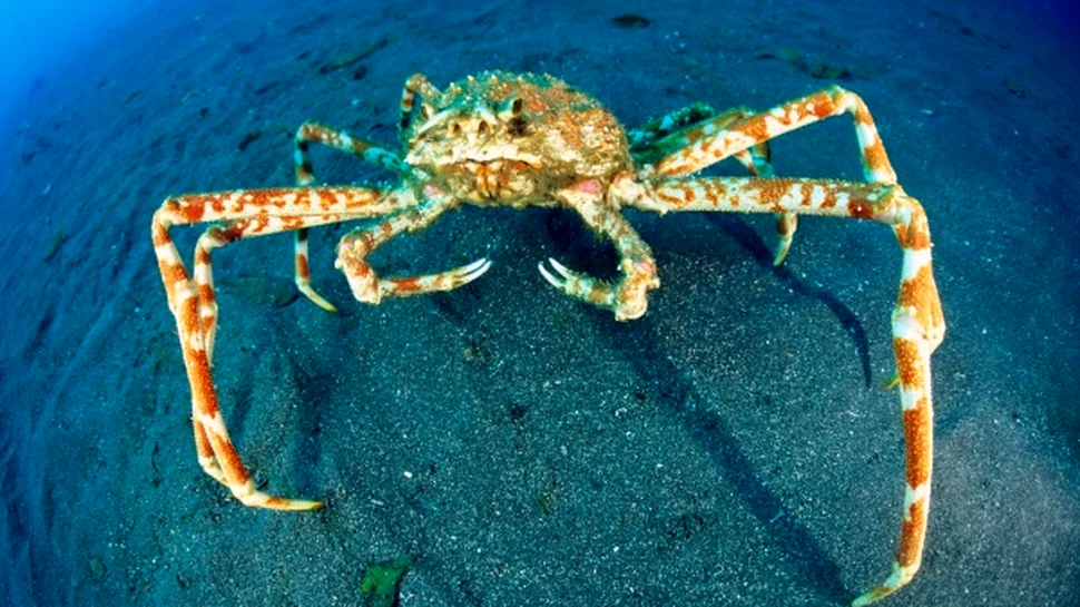 “Crabzilla”, cel mai mare crab, continua sa creasca