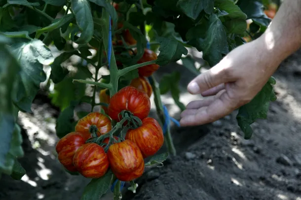 Tomate tigrate sunt produse in serele Statiunii de Cercetare-Dezvoltare pentru Legumicultura Buzau, luni, 21 iulie 2014.