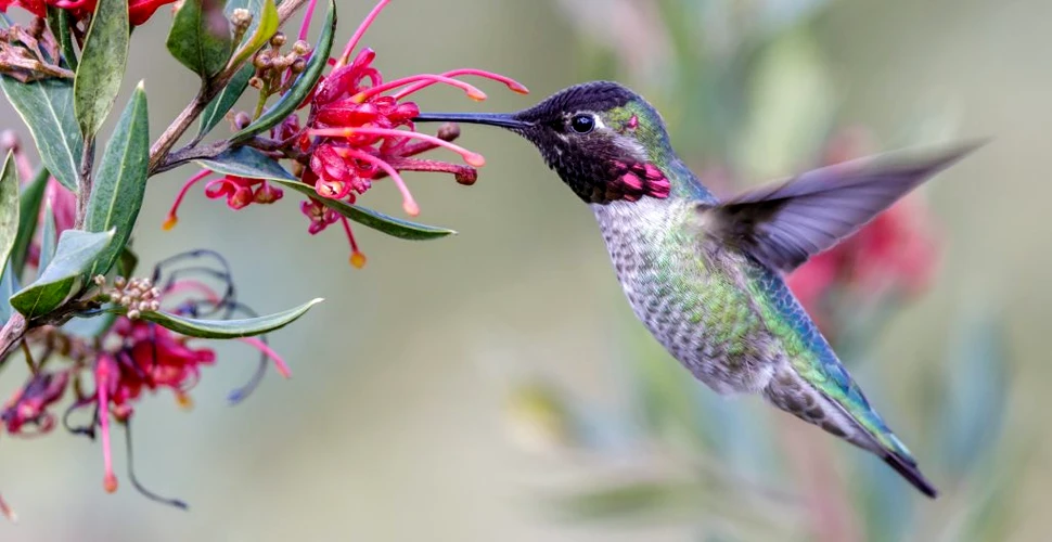 Bother never particle Cercetătorii au aflat de ce tot mai multe păsări colibri arată la fel ca  masculii