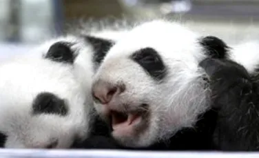 Bucurie mare la Zoo Madrid: au venit pe lume doi pui gemeni de urs panda