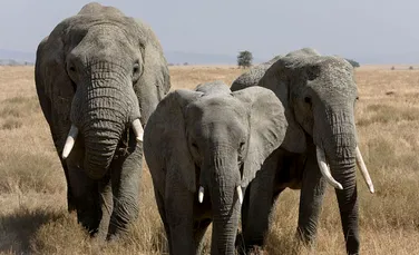 O enigmă legată de „glasul” elefanţilor a fost dezlegată