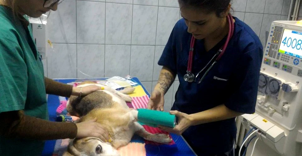 Veste bună pentru stăpânii de animale din România- necuvântătoarele pot face dializă- GALERIE FOTO