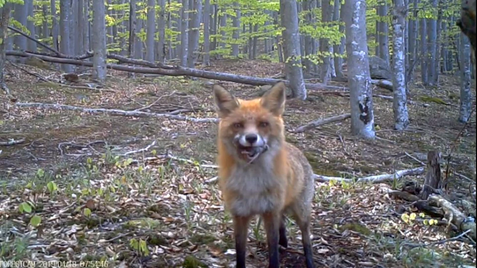 Reacţia unei vulpi când descoperă camera de filmare instalată în Parcul Naţional Semenic – VIDEO