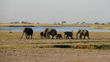 Ce rămâne după moartea unui elefant? Locul în care cade continuă să influențeze savana cel puțin opt ani