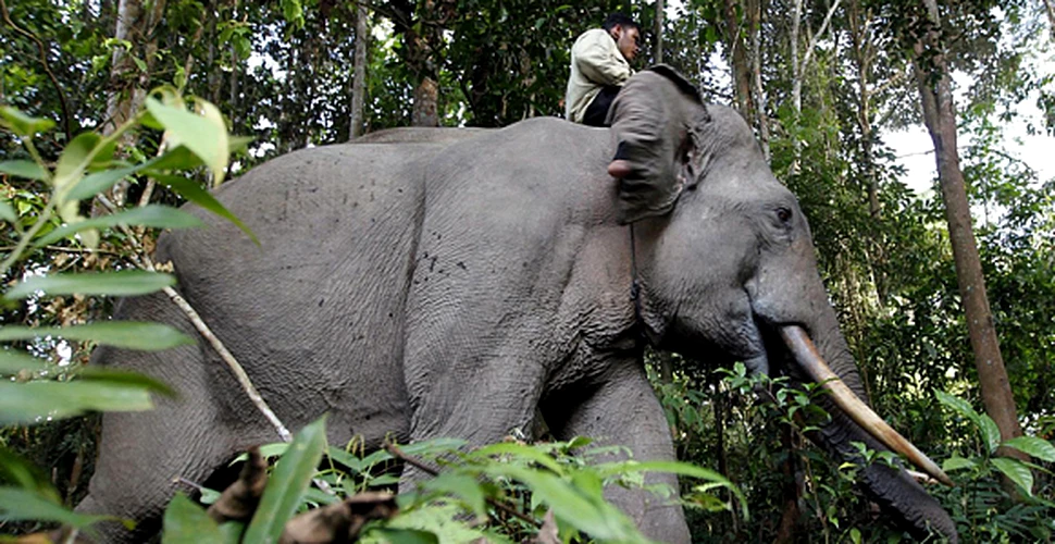 Indignare în Indonezia după uciderea elefantului Yongki, un simbol naţional