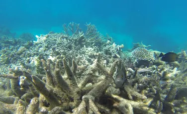 Filipine acuză China de distrugerea coralilor din Marea Chinei de Sud