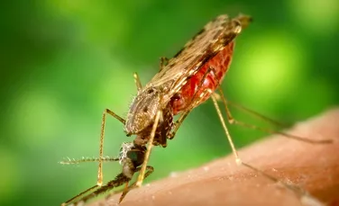 Veste excelentă în lumea medicală: cercetătorii au identificat mecanismul de apărare al parazitului malariei