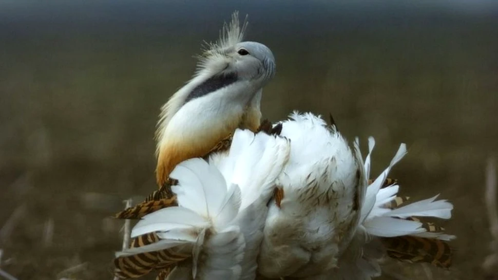 Dropia, pasărea revăzută după 30 de ani în România