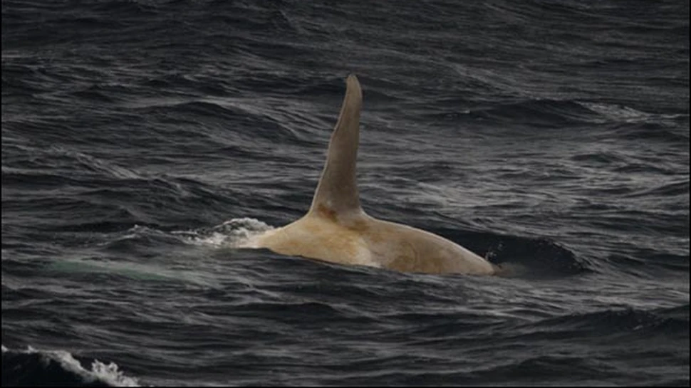 Balena alba descoperita in apele din Alaska