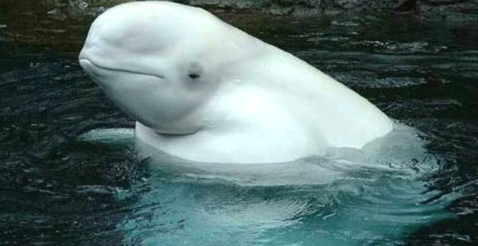 Balene beluga prinse de gheturile fiordului Grise