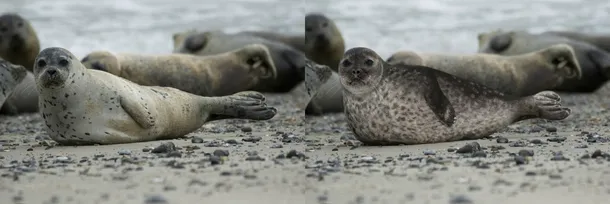 Viţelul de mare (foca comună), în stânga şi foca inelată, în dreapta