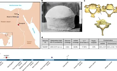 Cel mai vechi ADN egiptean dezvăluie secretele unui olar de elită din epoca piramidelor