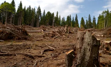În fiecare an, în România se taie 38,6 milioane metri cubi de lemn, cu 20 de milioane peste cifrele oficiale. Ministrul Mediului: Cifrele sunt şocante