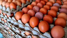 Ouăle ecologice ar putea avea un impact climatic mai mare decât cele provenite din ferme clasice