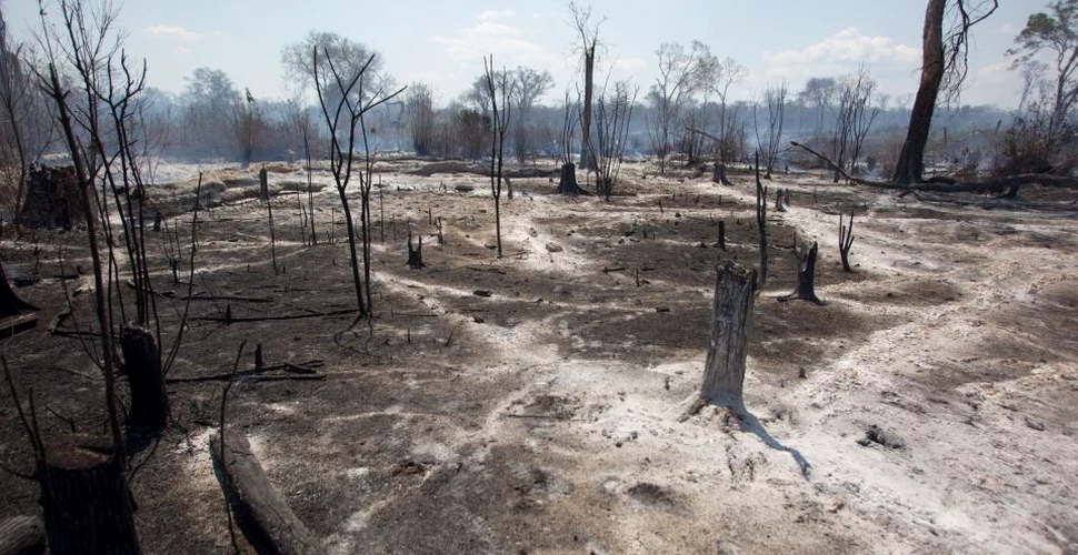 Bolivia a pierdut în câteva luni peste un milion de hectare de pădure din cauza incendiilor din Pădurea Amazoniană