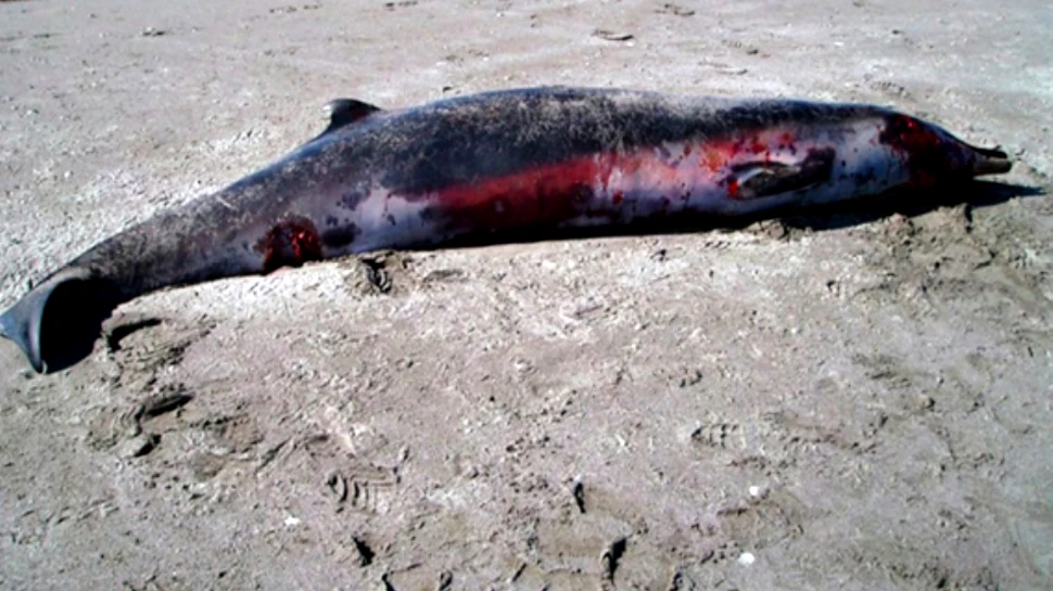 Cel mai rar mamifer marin din lume a fost văzut pentru prima oară „în carne şi oase”