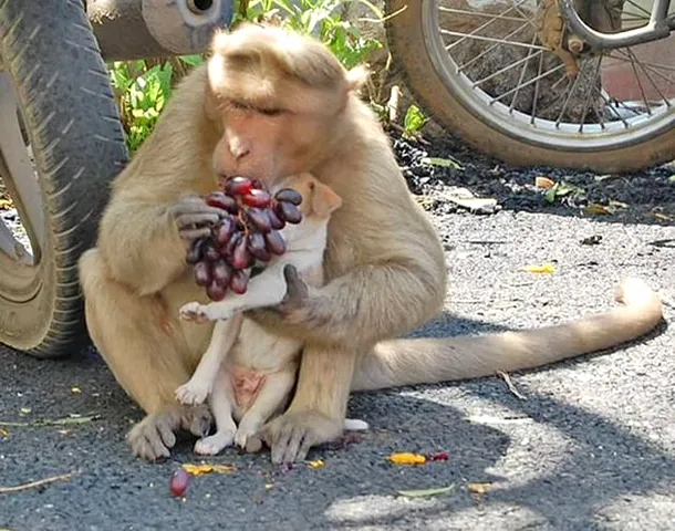 O maimuţă din India a adoptat un căţel şi îl îngrijeşte de parcă ar fi puiul ei - FOTO