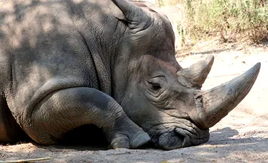 Africa de Sud organizează o licitaţie în mediul online pentru vânzarea de coarne de rinocer