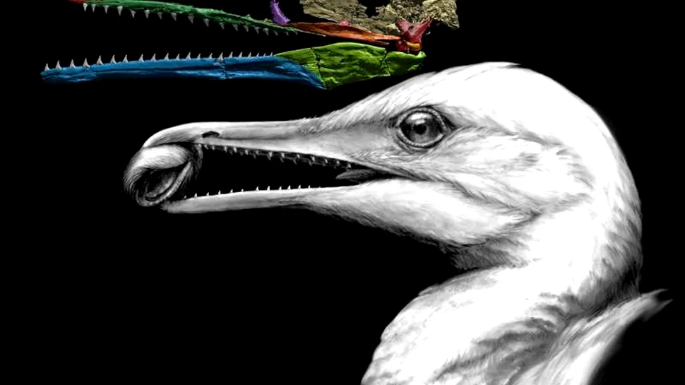 A fost descoperit specimenul ce se afla la limita dintre pasăre şi dinozaur